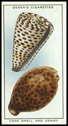 48 Cone Shell and Cowry